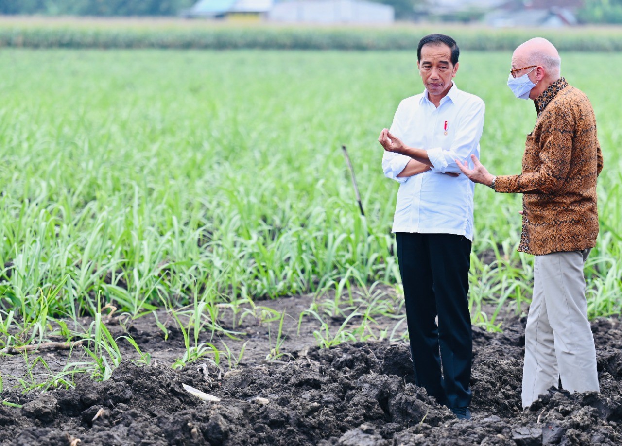 Jokowi Siapkan Ribu Hektare Lahan Tebu Untuk Capai Swasembada Gula