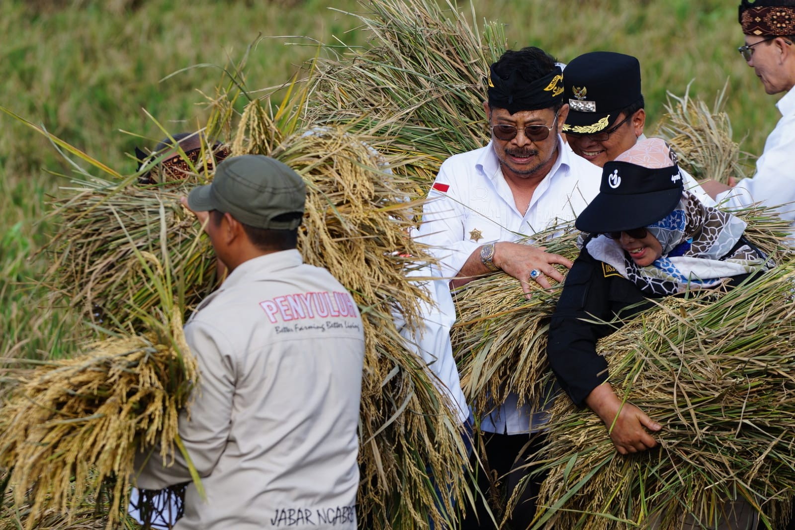 10 Juta Hektare Sawah Siap Panen Mentan Yakin Harga Beras Turun