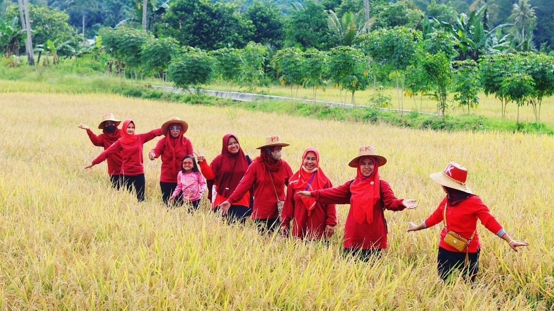 Panen Raya Padi Di Kutai Kartanegara Capai Ton Petani Bisa Raup