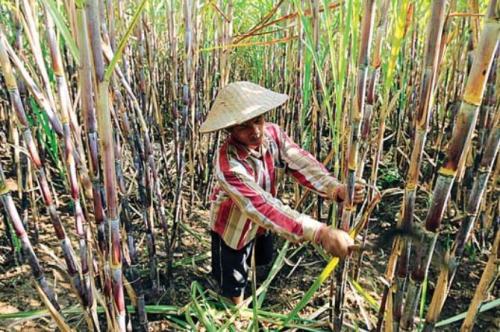 Asosiasi Petani Tebu Resah Angka Impor Gula Semakin Tinggi