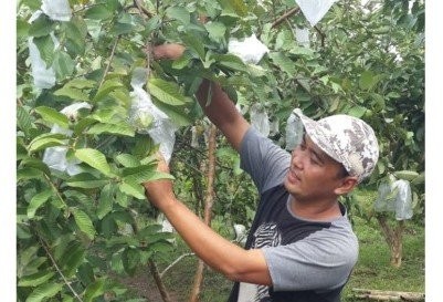 Kabar Baik Untuk Petani Milenial Wamentan Janjikan Program Magang Di