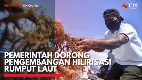 Pemerintah Dorong Pengembangan Hilirisasi Rumput Laut