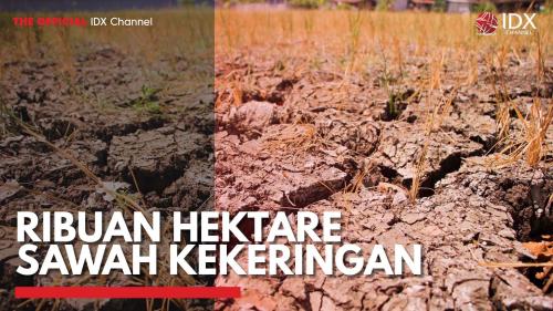 Ribuan Hektare Sawah Kekeringan