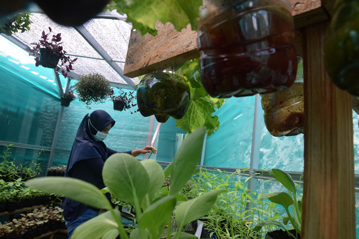 Melihat Budidaya Urban Farming Di Semarang