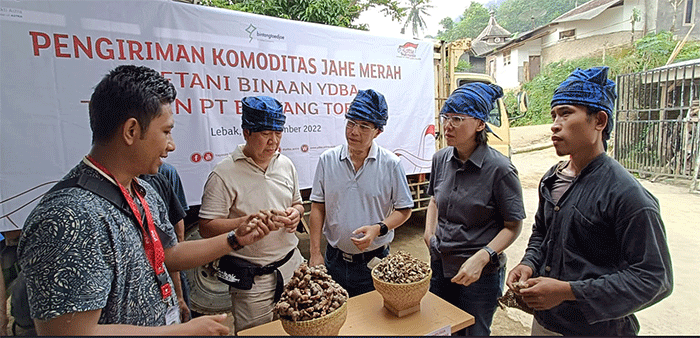 Petani Jahe Merah Lebak Banten Binaan Ydba Hasilkan Panen Ton