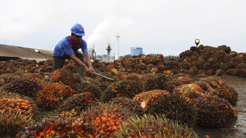 Sampoerna Agro (SGRO) Optimis Produksi Sawit Naik Enam Persen di 2022 (Foto: MNC Media).