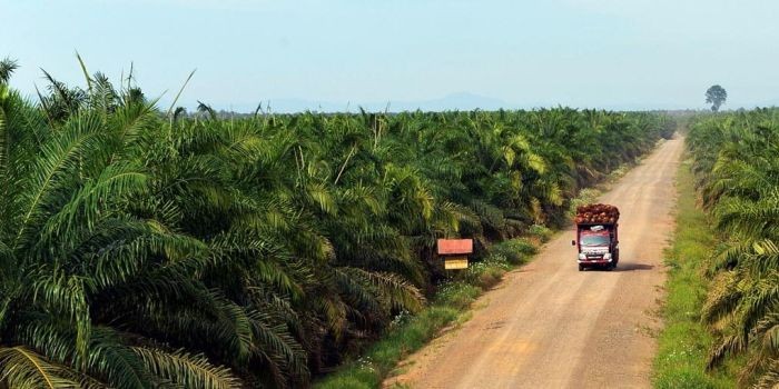 Astro Agro (AALI) Anggarkan Capec Rp1,4 Triliun, Salah Stunya untuk Replanting Sawit. (Foto: MNC Media)