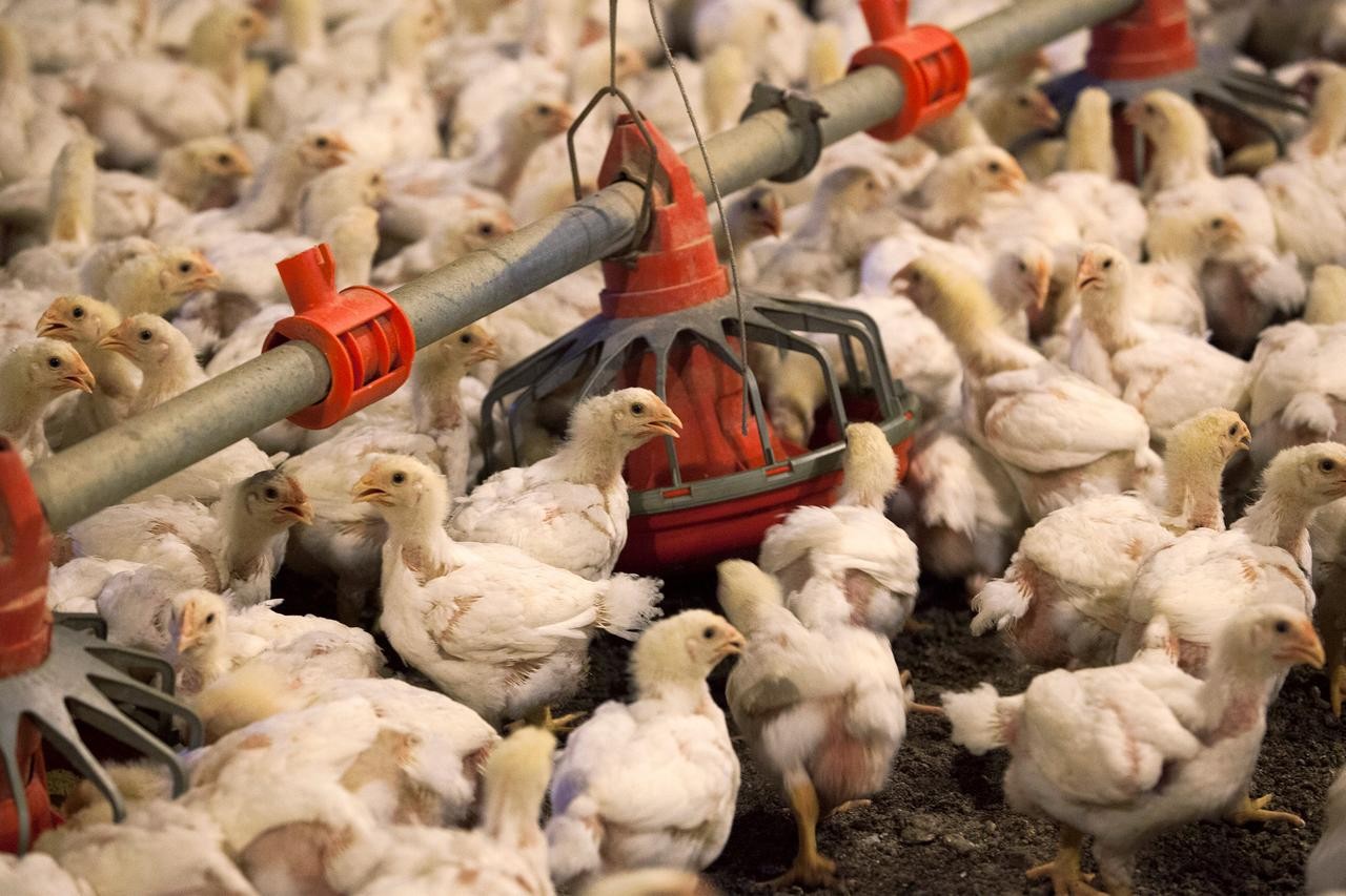 Brazil Minta WTO Investigasi Kebijakan Indonesia soal Impor Ayam. (Foto: Ist)