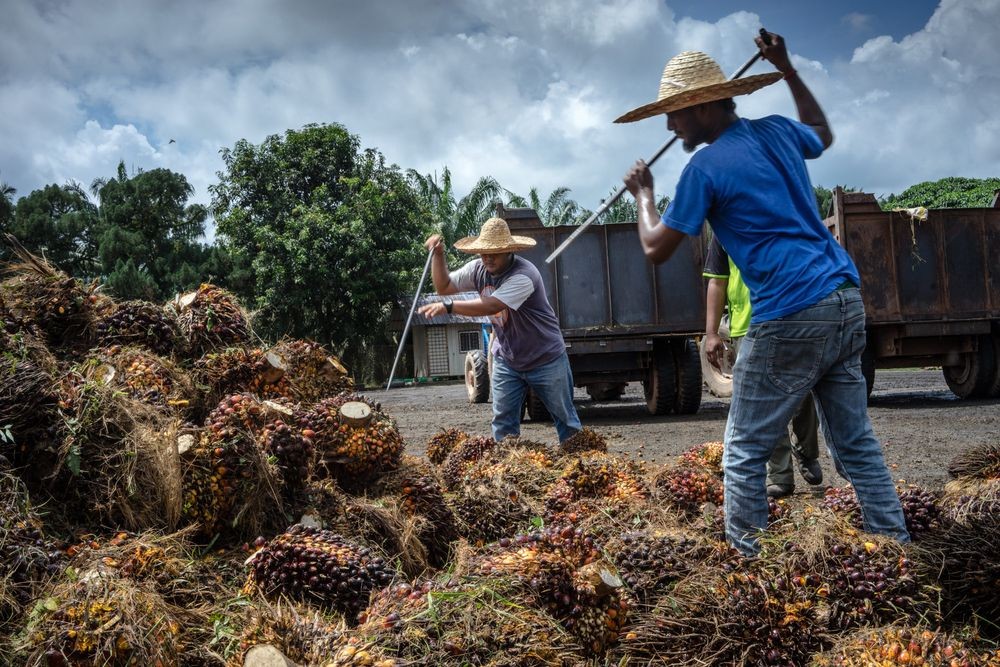 Palm Co Bidik Dana Segar Rp10 Triliun, Intip Persiapan IPO PTPN III (Foto: MNC Media)
