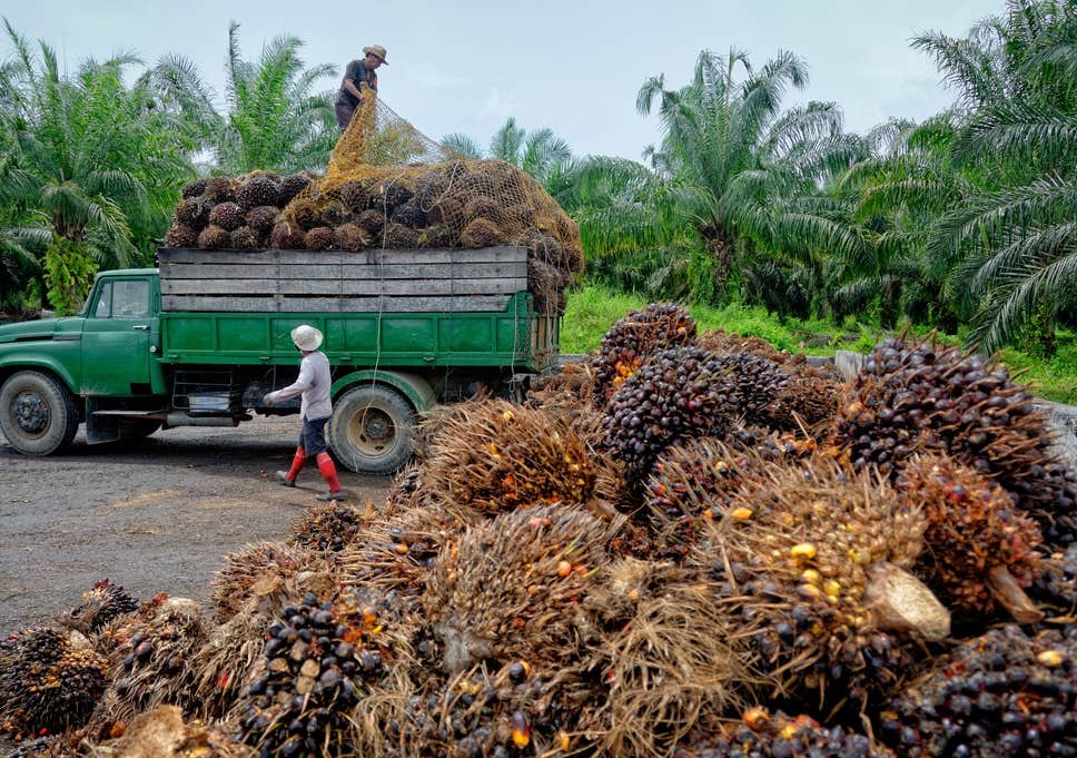Cegah Kehilangan Rp90 Miliar Juta dari Industri Agro, Pemerintah  Dorong Industri Hijau. Foto: MNC Media.