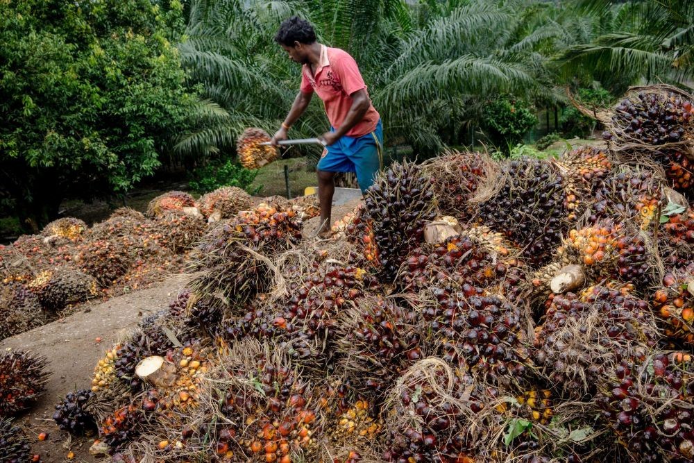 Tunas Baru Lampung buyback obligasi TBLA International Senilai USD17 Juta. (Foto: MNC Media)
