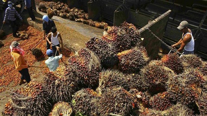 Melonjak 52 Persen, Nilai Ekspor Sawit Tembus USD35 Miliar di Akhir 2021 (FOTO:MNC Media)