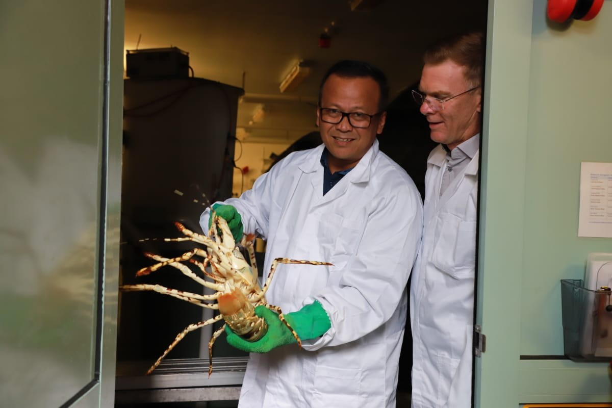 Menteri KKP Izinkan 31 Perusahaan Ekspor Benih Lobster. (Foto: Ist)