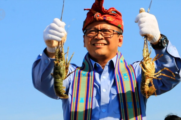 Melirik Potensi Ekspor Benur Lobster Capai USD3,66 Juta di Juli 2020. (Foto: Ist)