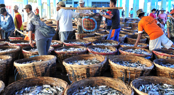 Bintan Ekspor 11 Ton Ikan Beku ke Singapura (FOTO: MNC Media)