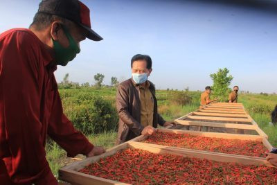 Angkat Cabai Hiyung, Bank Kalsel Siapkan Strategi Dongkrak Jadi Potensi Agrowisata. (Foto: MNC Media)