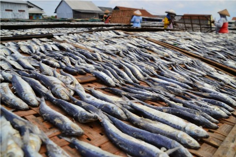 Harga Ikan Mulai Naik Imbas Cuaca Buruk, Perindo: Masih Terkendali. (Foto: MNC Media)