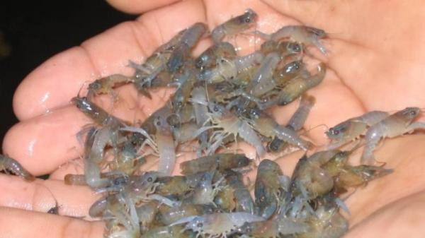 Bea Cukai Jatim Gagalkan Penyeludupan 26.432 Benih Lobster Tujuan Singapura (Dok.MNC)
