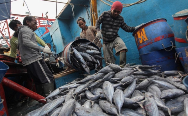 Perikanan Indonesia Genjot Ekspor Ikan ke AS, Singapura hingga Jepang. (Foto: MNC Media)