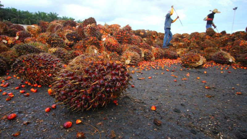 Dear Bos Sawit, Harga CPO Rebound 3 Persen (Foto: MNC Media)