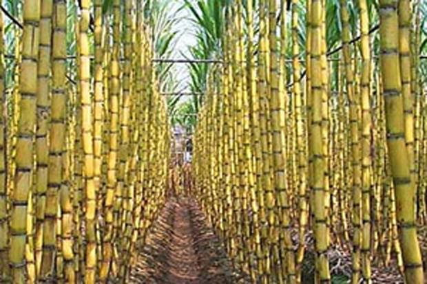 Pertamina Salurkan Modal Rp21,5 Miliar untuk Petani Tebu di Jawa Timur (FOTO : MNC Media)