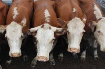 Antisipasi Harga Daging Tak Melonjak, RI Impor 502 Ribu Sapi (FOTO: MNC Media)