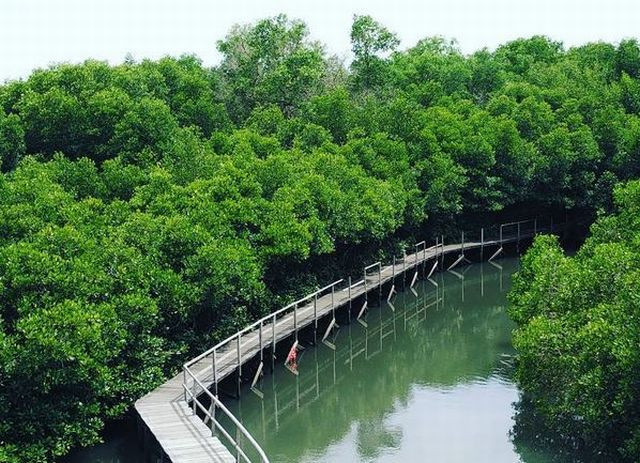 Kembangkan Mangrove di RI, Luhut Gandeng UEA. (Foto: MNC Media)