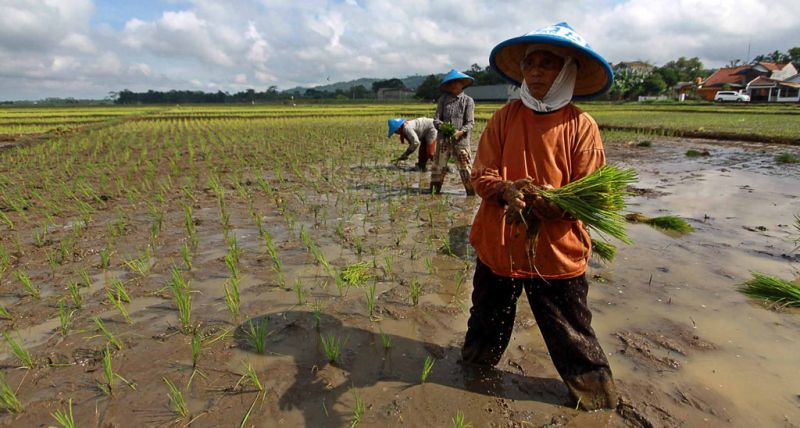 Petani Kesulitan Garap Lahan akibat Minim Pupuk Subsidi dan Cuaca Ekstrem. (Foto: MNC Media)