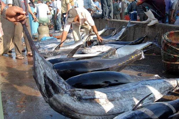 Mau Harga Tuna Tinggi, Pengusaha Perikanan Harus Kantongi Sertifikat dari Inggris (FOTO: MNC Media)