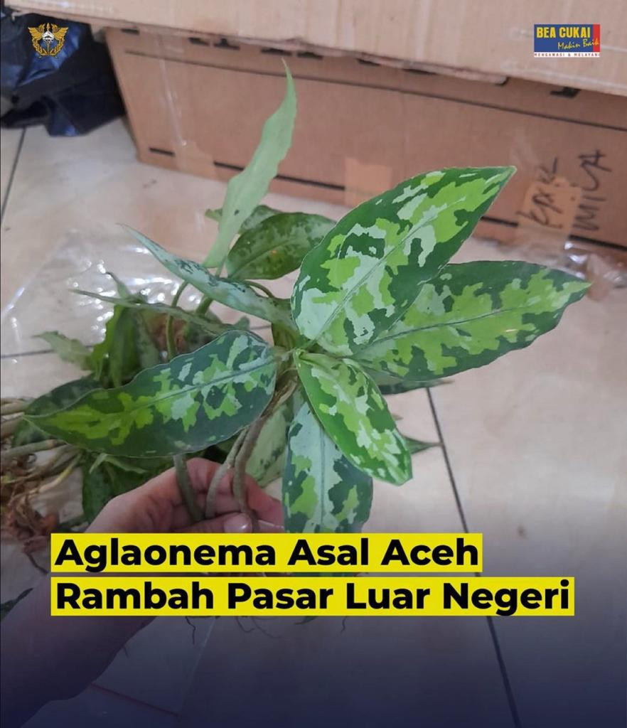 Perdana, Tanaman Hias Asal Aceh Ini Tembus Pasar Jepang (FOTO: Bea Cukai)