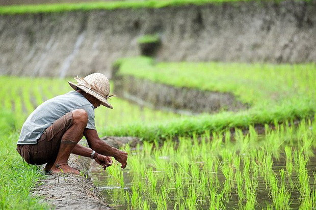 BPS: Nilai Tukar Petani Februari 2023 Naik Jadi 110,53 (Foto: MNC Media)