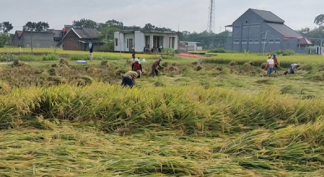 Panen Raya dan Harga Gabah Anjlok, Petani Tolak Impor Beras (FOTO: MNC Media)