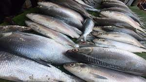 Meskipun di lahan yang sempit, peternak bisa panen sampai 1,25 ton ikan bandeng.