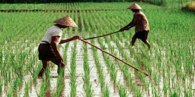 Bantuan Alsintan Tidak Dipungut Biaya, Masyarakat Diminta Lapor Jika Ada Pungli. Foto: MNC Media.