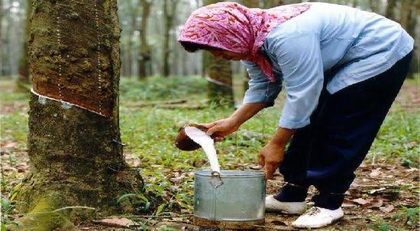 Imbas La Nina, Ekspor Karet Sumut Anjlok 6,7 Persen (FOTO:MNC Media)