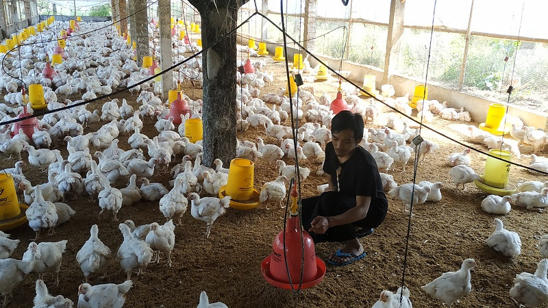 Harga Ayam Anjlok, Siap-siap Kantor Mendag Diserbu Peternak (Foto: MNC Media)