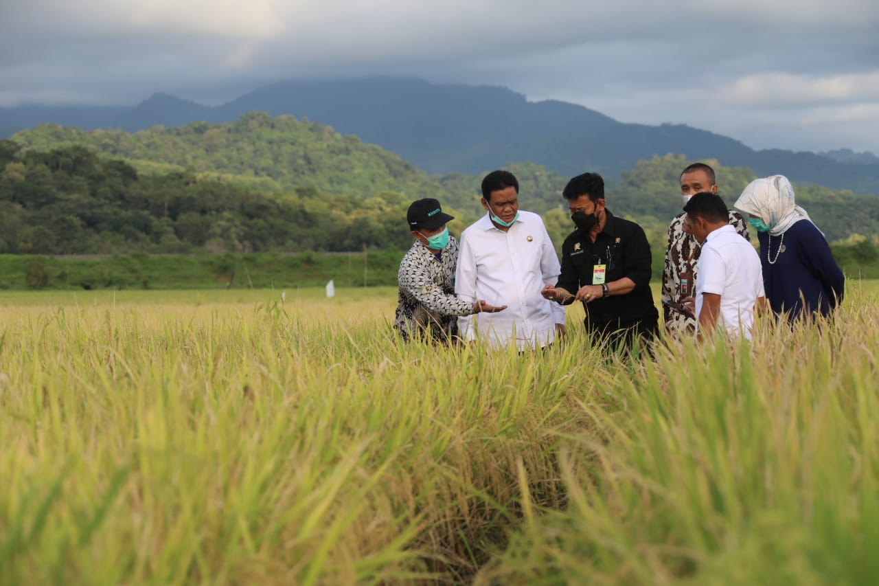Pupuk Subsidi Diprioritaskan untuk Sembilan Komoditas, Ini Kata Mentan Syahrul (Dok.MNC)