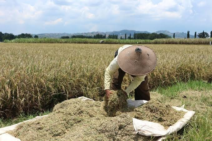 Masuki Musim Tanam, Pupuk Kaltim Pastikan 210.494 Ton Stok Pupuk Subsidi Aman (FOTO:MNC Media)