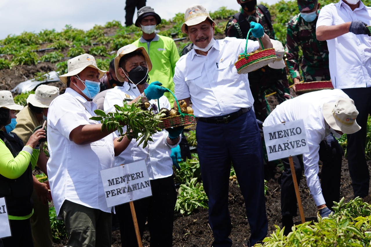 Panen Kentang, Luhut Puas Progres Pengembangan Food Estate Humbahas (FOTO: MNC Media)