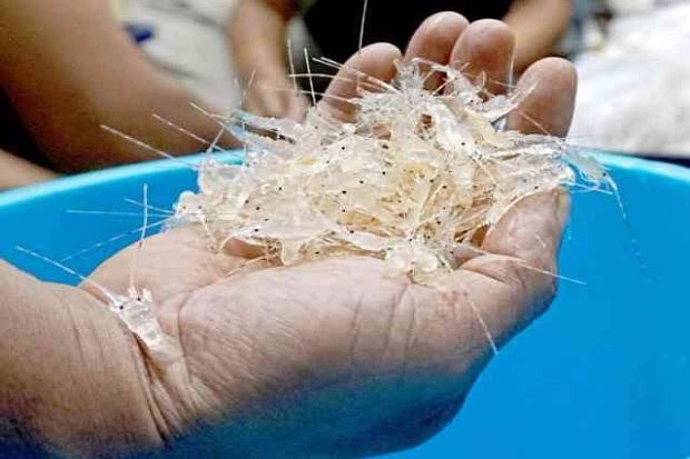KKP Bongkar Gudang Benih Lobster Ilegal di Tangerang (FOTO:MNC Media)