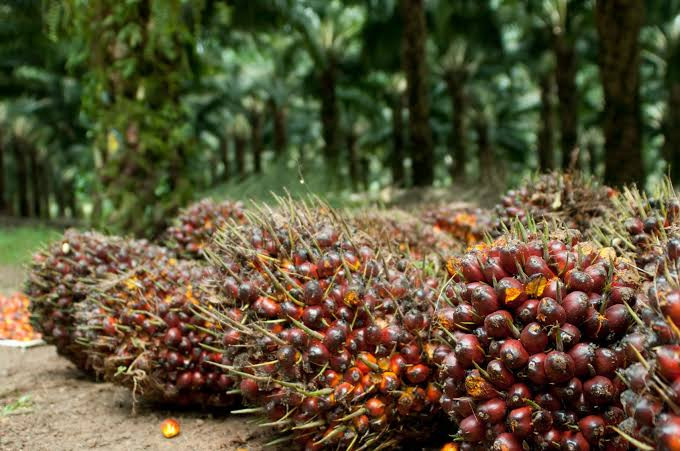 Ditopang Kenaikan Harga CPO, Laba Bersih AALI Meroket 294 Persen (FOTO:MNC Media)