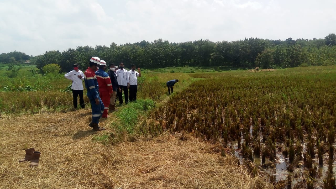 Pipa Pertamina di Blora Bocor, Dua Hektare Sawah Tercemar Minyak Mentah. (Foto: MNC Media)