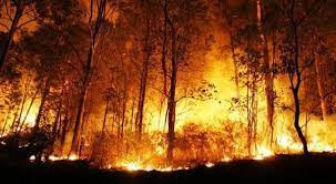 Selain Manusia Silver, MUI Haramkan Pembakaran Hutan dan Lahan. (Foto: MNC Media).