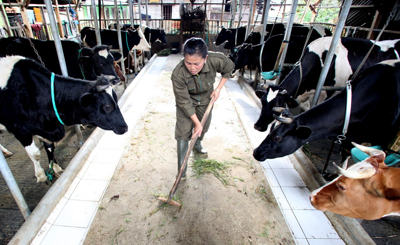 Miliki Fasilitas Penggemukan, Berdikari Siap Penuhi Kebutuhan Daging Sapi Indonesia Timur (Dok.MNC Media)