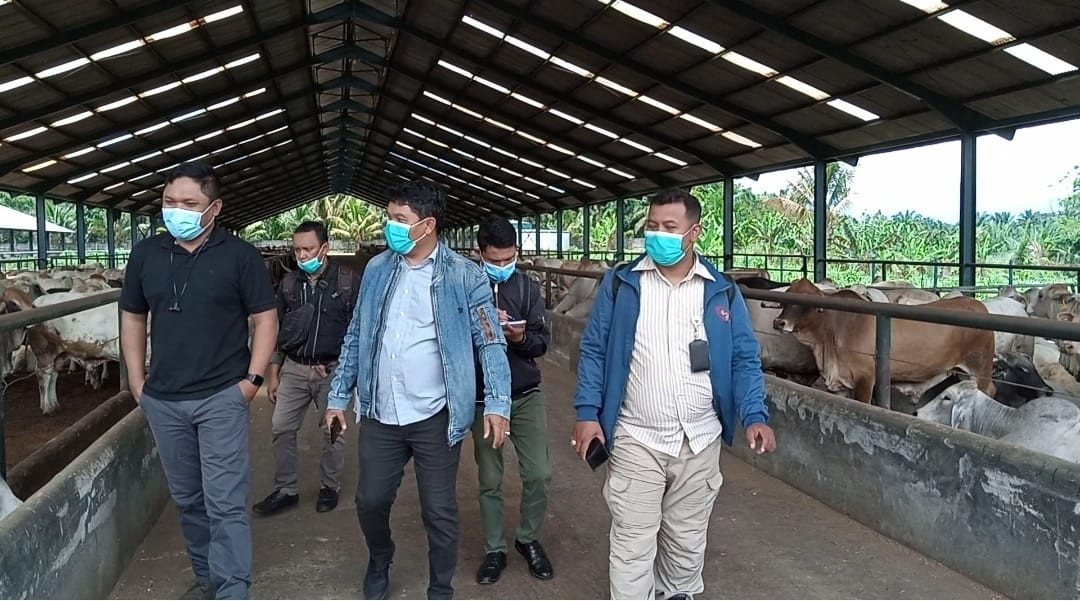 Jelang Idul Fitri, Harga Sapi di Sumut Masih Normal (FOTO:MNC Media)