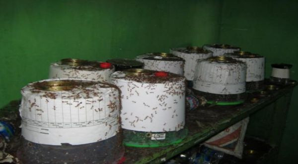 Potensi Bisnis Semut Rangrang, Bisa Cuan Sampai Rp10,5 Juta per Bulan. (Foto: MNC Media)