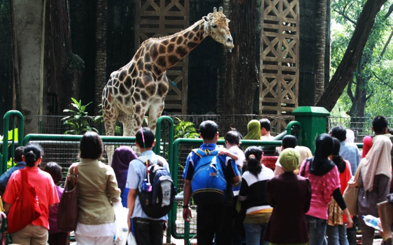 Libur Nyepi, Ragunan Dipadati 14 Ribu Pengunjung. Foto: MNC Media.