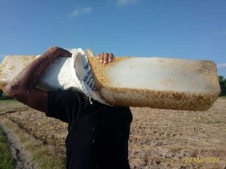 Kekeringan, Petani Tembakau di Lombok Beli Es Batu untuk Basahi Tanamannya (FOTO: MNC Media)