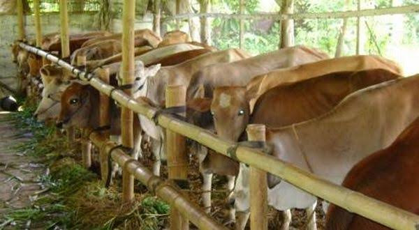 Jaga Suplai dan Harga Daging Sapi, Berdikari Gandeng Rumah Potong Hewan (FOTO:MNC Media)