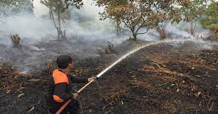 Kondisi ekosistem gambut di Indonesia mengalami fase kritis yang menurun drastis.  (Foto: MNC Media)